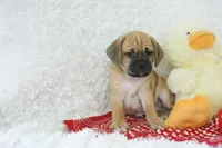 Benson Shipping Included, a male Puggle for sale in Pottersville, MO – Photo 6 of 6