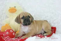 Benson Shipping Included, a male Puggle for sale in Pottersville, MO – Photo 3 of 6