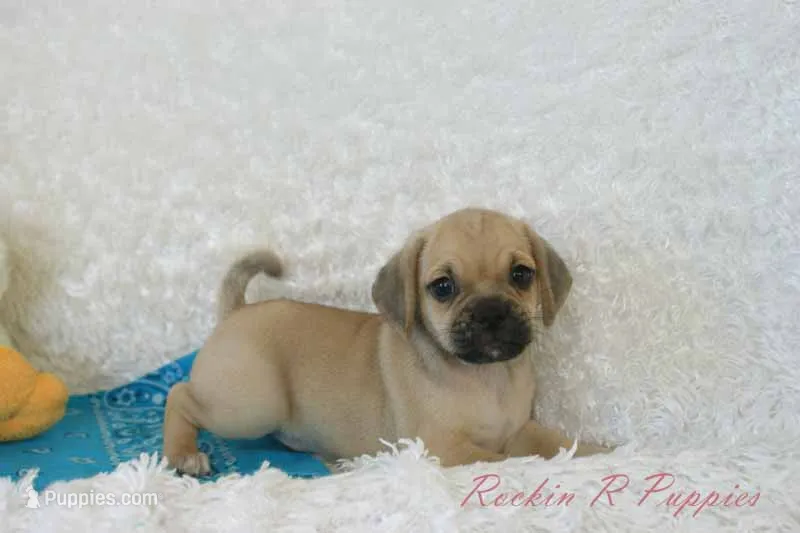 Howie Shipping Included – Puggle puppy for sale in Pottersville, MO