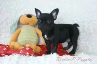 Asher Shipping Included, a male Frenchton for sale in Pottersville, MO – 2 of 7