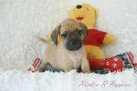 Buster Shipping Included, a male Puggle for sale in Pottersville, MO – 7 of 7