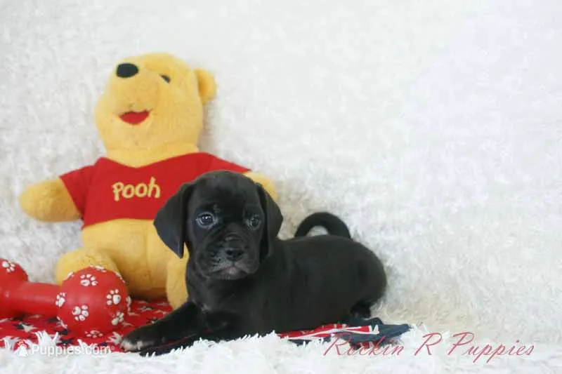 Derby Shipping Included – Puggle puppy for sale in Pottersville, MO