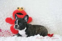 Lizzy Shipping Included, a female Frenchton for sale in Pottersville, MO – 2 of 6