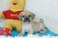 Louie Shipping Included, a male Puggle for sale in Pottersville, MO – Photo 2 of 5