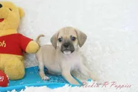Louie Shipping Included, a male Puggle for sale in Pottersville, MO – Photo 4 of 5