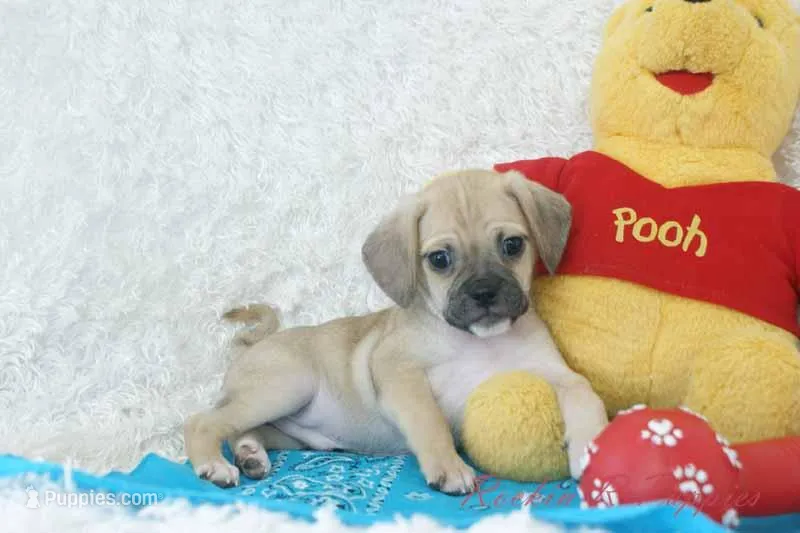 Louie Shipping Included – Puggle puppy for sale in Pottersville, MO