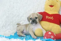 Louie Shipping Included, a male Puggle for sale in Pottersville, MO – Photo 5 of 5