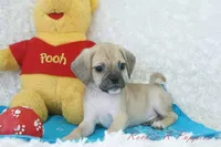 Louie Shipping Included, a male Puggle for sale in Pottersville, MO – Photo 3 of 5