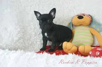 Asher Shipping Included, a male Frenchton for sale in Pottersville, MO – 5 of 7