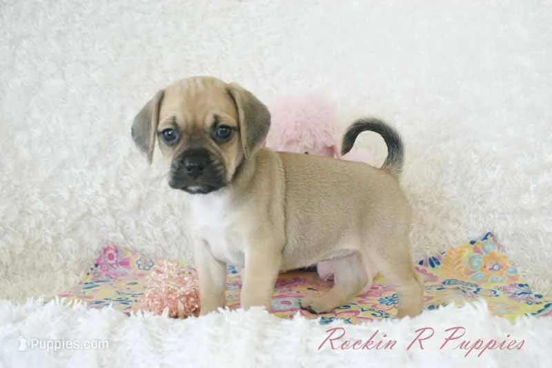 Roxy Shipping Included – Puggle puppy for sale in Pottersville, MO