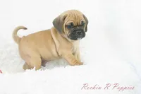 Ollie Shipping Included, a male Puggle for sale in Pottersville, MO – 2 of 5