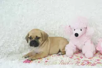 Lucy Shipping Included, a female Puggle for sale in Pottersville, MO – 4 of 5