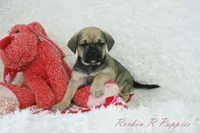 Queenie Shipping Included, a female Puggle for sale in Pottersville, MO – Photo 3 of 7
