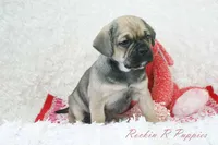 Queenie Shipping Included, a female Puggle for sale in Pottersville, MO – Photo 4 of 7