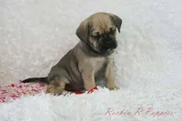 Queenie Shipping Included, a female Puggle for sale in Pottersville, MO – Photo 6 of 7