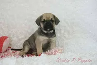 Queenie Shipping Included, a female Puggle for sale in Pottersville, MO – Photo 7 of 7