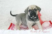 Queenie Shipping Included, a female Puggle for sale in Pottersville, MO – Photo 1 of 7