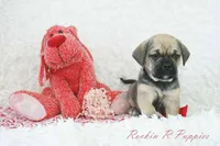 Queenie Shipping Included, a female Puggle for sale in Pottersville, MO – Photo 5 of 7