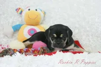 Berry Shipping Included, a female Puggle for sale in Pottersville, MO – 7 of 8