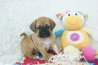 Sasha Shipping Included, a female Puggle for sale in Pottersville, MO – 5 of 6
