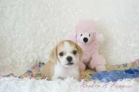 Ellie Shipping Included, a female Puggle for sale in Pottersville, MO – 4 of 6