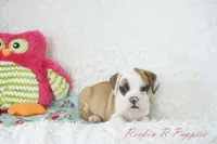 Fancy Shipping Included, a female English Bulldog and Puggle for sale in Pottersville, MO – 7 of 9