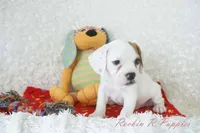 Samson Shipping Included, a male English Bulldog and Puggle for sale in Pottersville, MO – 6 of 8