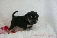 Berry Shipping Included, a female Puggle for sale in Pottersville, MO – 5 of 8