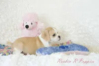 Ellie Shipping Included, a female Puggle for sale in Pottersville, MO – 5 of 6