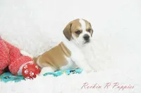 Ottie Shipping Included, a male Puggle for sale in Pottersville, MO – 10 of 10