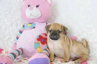 Gidget Shipping Included, a female Puggle for sale in Pottersville, MO – 4 of 6