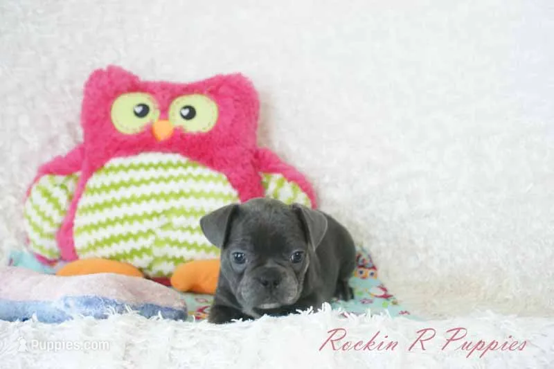 Betty Shipping Included – Frenchton puppy for sale in Pottersville, MO