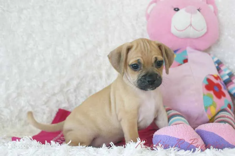 Annie Shipping Included – Puggle puppy for sale in Pottersville, MO