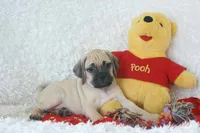 Duke Shipping Included, a male Puggle for sale in Pottersville, MO – 3 of 6