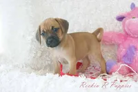 Dandy Shipping Included, a female Puggle for sale in Pottersville, MO – 4 of 6