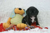 Huck Shipping Included, a male Puggle for sale in Pottersville, MO – Photo 4 of 4