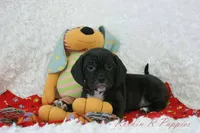 Huck Shipping Included, a male Puggle for sale in Pottersville, MO – Photo 1 of 4