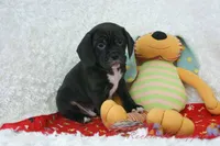 Huck Shipping Included, a male Puggle for sale in Pottersville, MO – Photo 3 of 4