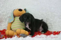 Huck Shipping Included, a male Puggle for sale in Pottersville, MO – Photo 2 of 4