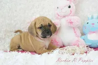 Cleo Shipping Included, a female Puggle for sale in Pottersville, MO – Photo 7 of 8