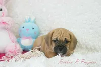 Cleo Shipping Included, a female Puggle for sale in Pottersville, MO – Photo 3 of 8