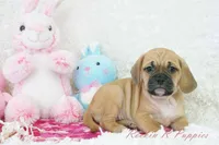 Cleo Shipping Included, a female Puggle for sale in Pottersville, MO – Photo 2 of 8