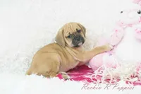 Cleo Shipping Included, a female Puggle for sale in Pottersville, MO – Photo 6 of 8