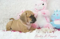 Cleo Shipping Included, a female Puggle for sale in Pottersville, MO – Photo 8 of 8