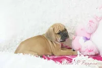 Cleo Shipping Included, a female Puggle for sale in Pottersville, MO – Photo 5 of 8