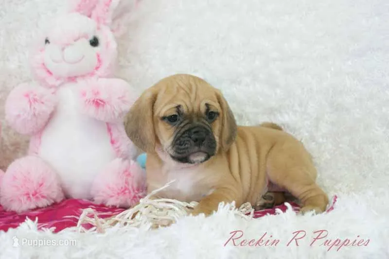 Cleo Shipping Included – Puggle puppy for sale in Pottersville, MO