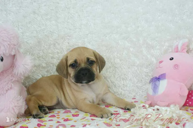 Lucy Shipping Included – Puggle puppy for sale in Pottersville, MO