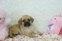 Lucy Shipping Included, a female Puggle for sale in Pottersville, MO – 5 of 5
