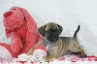 Ember Shipping Included, a female Puggle for sale in Pottersville, MO – Photo 2 of 9