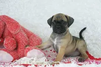 Ember Shipping Included, a female Puggle for sale in Pottersville, MO – Photo 4 of 9